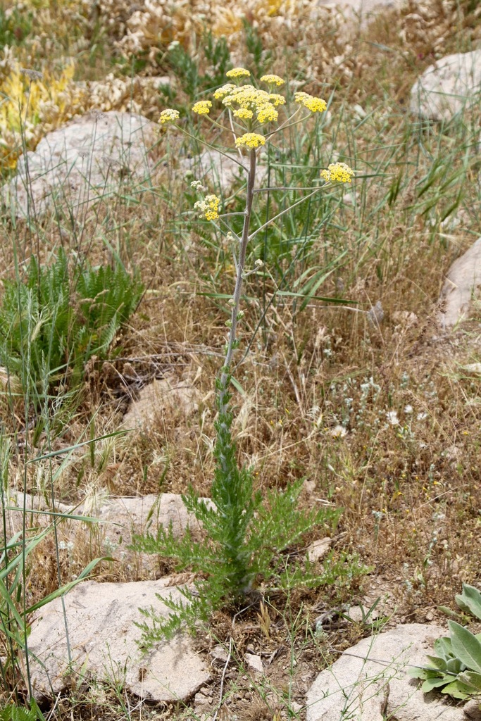 Handeliinae