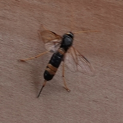 Urocerus flavicornis