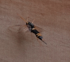 Urocerus flavicornis