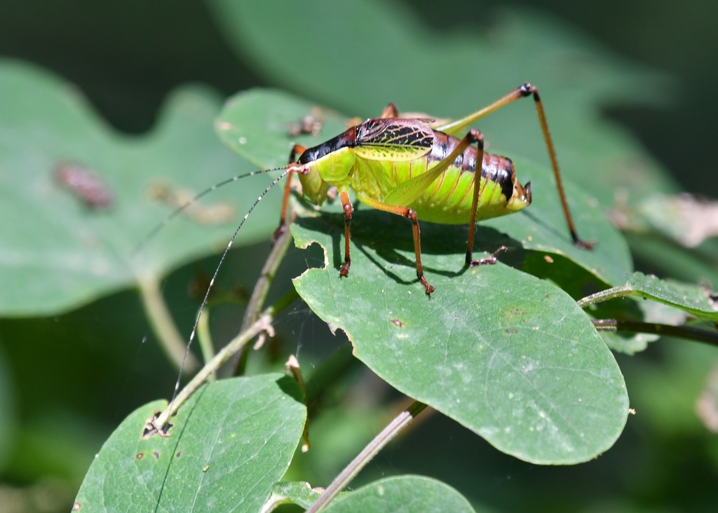 Pterodichopetala