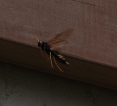 Urocerus flavicornis