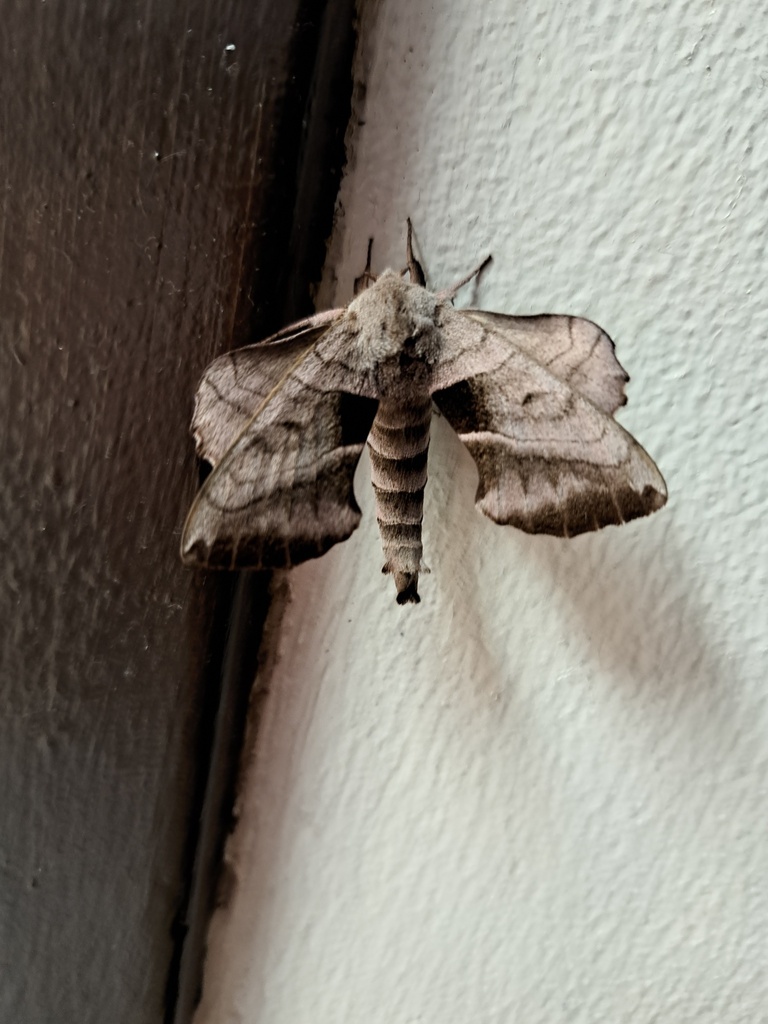 Walnut Sphinx from West Plains, MO 65775, USA on May 18, 2024 at 07:57 ...