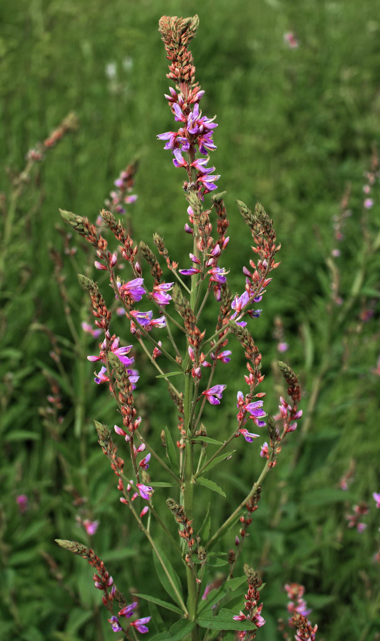 Desmodium canadense
