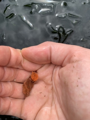 Orange Sea Cucumber, Salish Sea, Oak Bay, BC, CA, photo 6 of 10