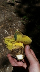 Butyriboletus primiregius