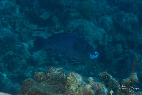Midnight parrotfish