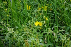 Oenothera pilosella