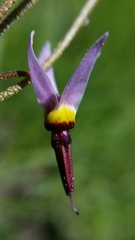 Primula tetrandra