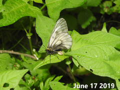 Parnassius stubbendorfii