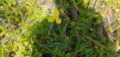 Xyris platylepis
