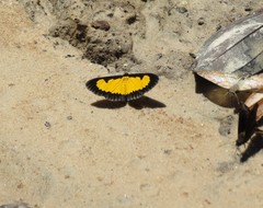 Xanthyris flaveolata