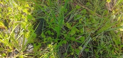 Xyris platylepis