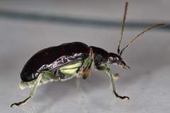 Paratriarius