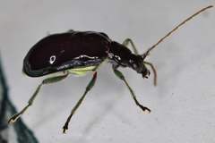 Paratriarius