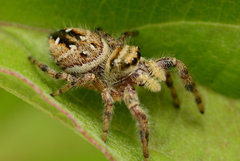 Phidippus clarus