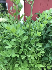 Levisticum officinale
