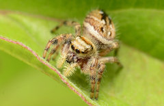 Phidippus clarus