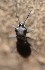 Dromochorus belfragei