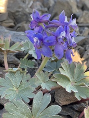 Delphinium antoninum
