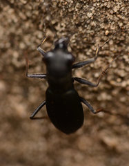 Dromochorus belfragei