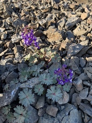 Delphinium antoninum