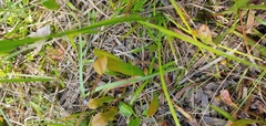 Sarracenia rubra