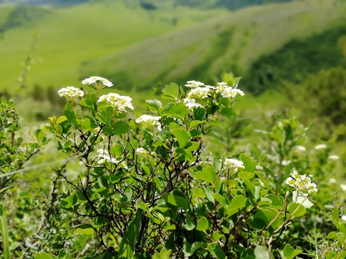 Threelobe Spirea