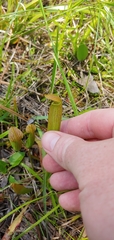 Sarracenia rubra