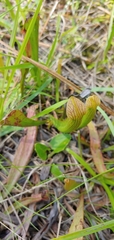 Sarracenia rubra