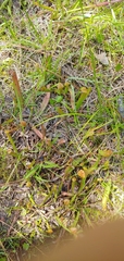 Sarracenia rubra