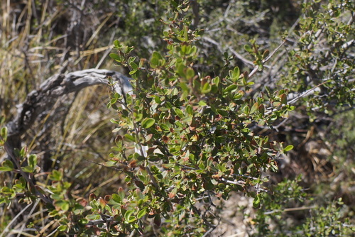 Cercocarpus breviflorus, photograph 1