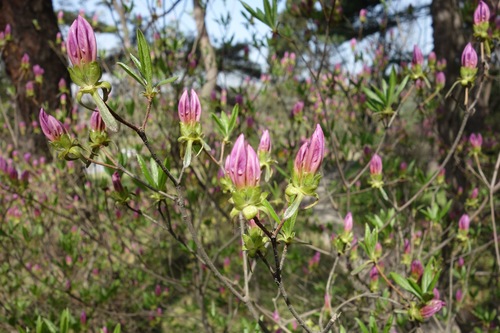 Image of Rhododendron yedoense by no rights reserved