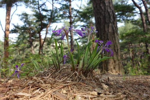 Image of Iris rossii by no rights reserved
