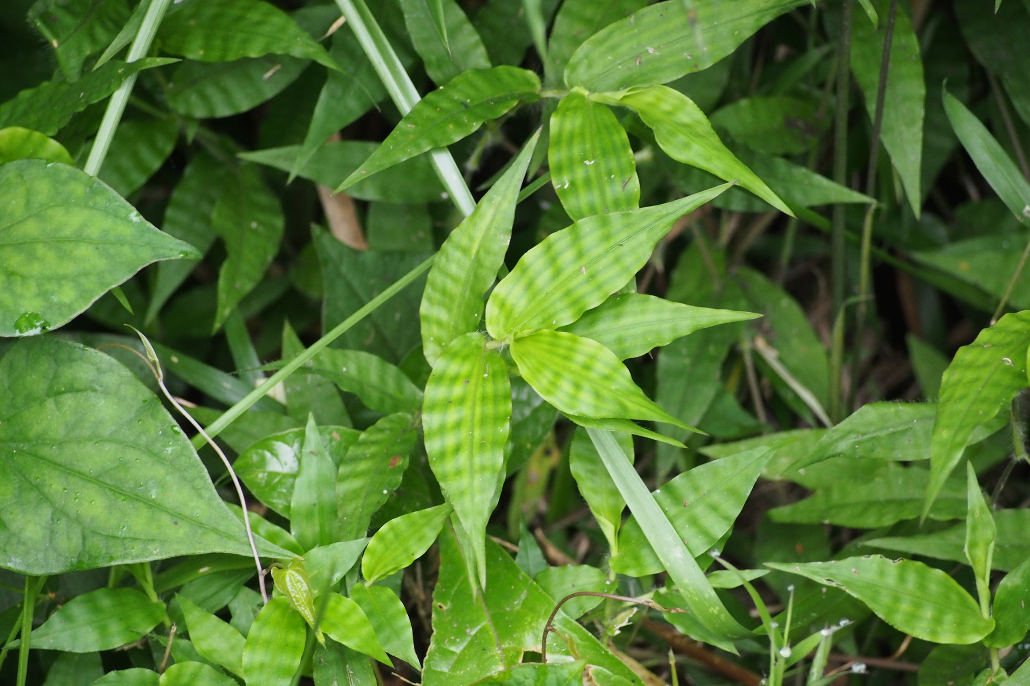 Oplismenus undulatifolius