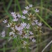 Allium canadense - Photo (c) Mike B, μερικά δικαιώματα διατηρούνται (CC BY-SA), uploaded by Mike B