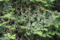 Taxaceae