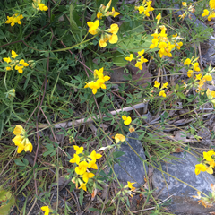 Lotus corniculatus corniculatus