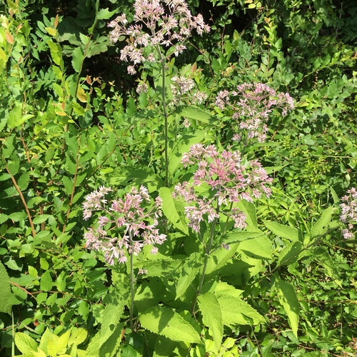 Eutrochium purpureum