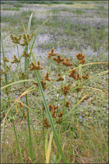 Cyperus glomeratus