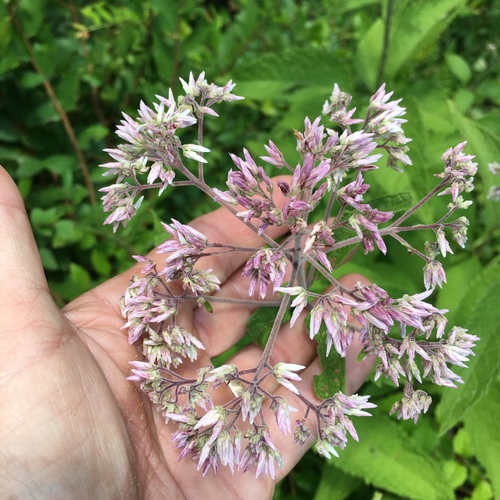 Eutrochium purpureum