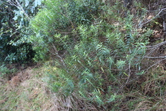 Veronica strictissima
