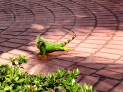 Iguana iguana