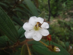 Miconia angustilamina