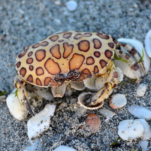 Hepatus epheliticus