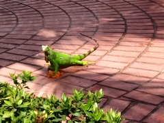 Iguana iguana