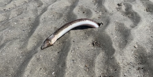 Sooty eel (Bascanichthys scuticaris) — Ophichthidae — 2