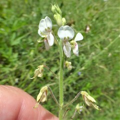 Desmodium tweedyi