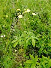 Potentilla chrysantha