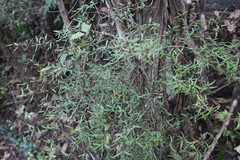 Coprosma linariifolia