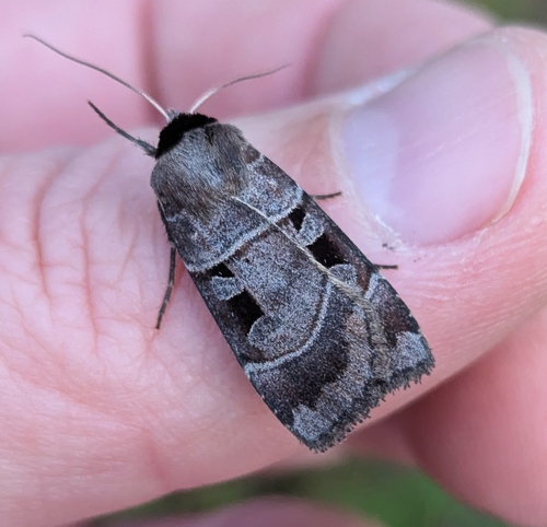 Collared Dart photo 2